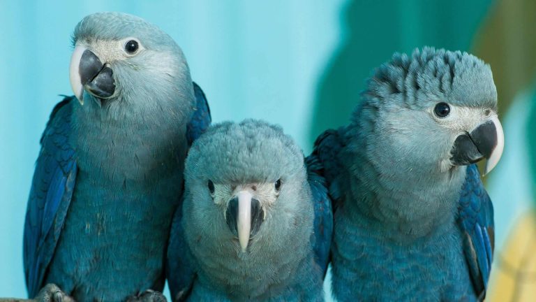 19 Extinct Animals We Have Lost in Recent Years