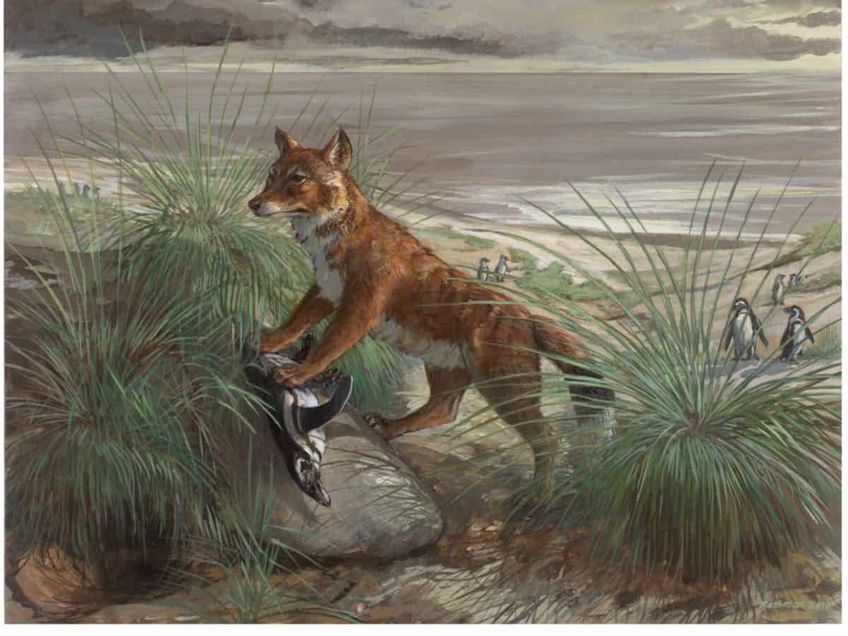 Falkland Islands Wolf