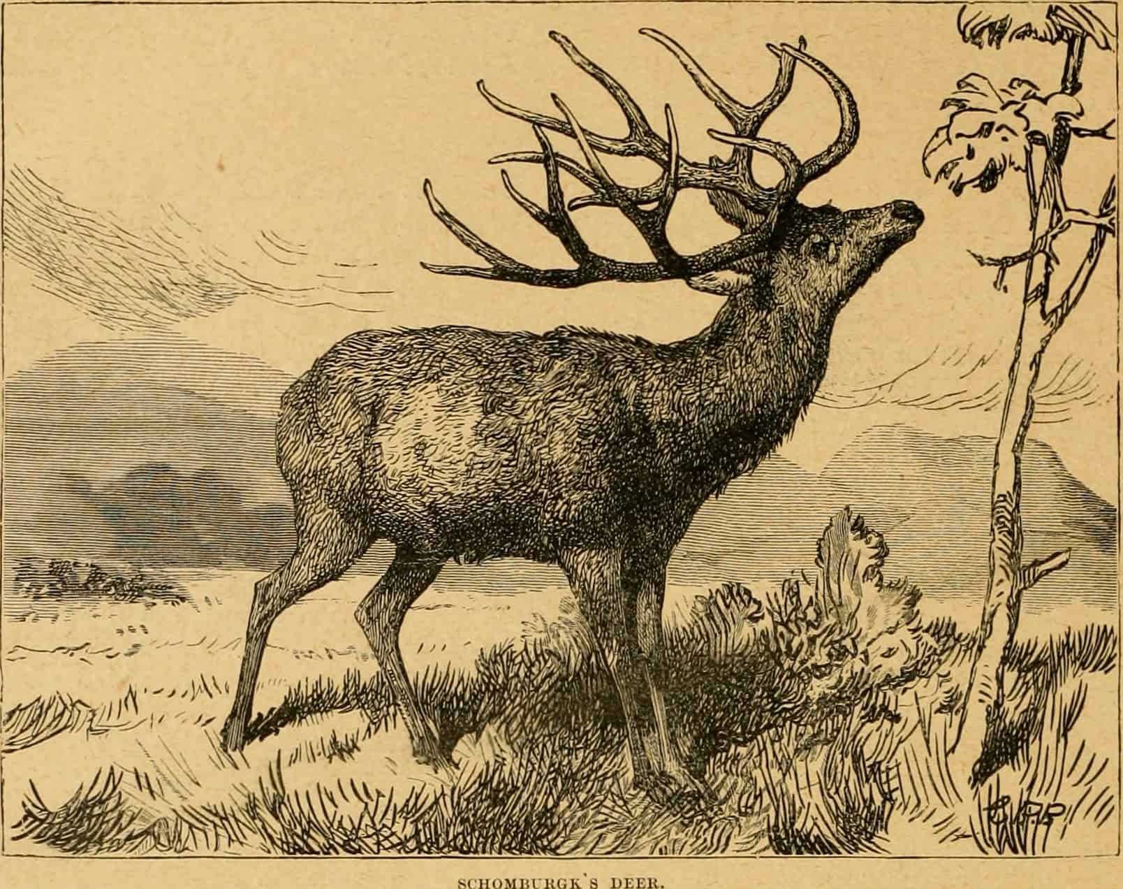 Schomburgk’s Deer