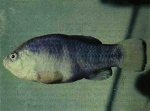 Tecopa Pupfish