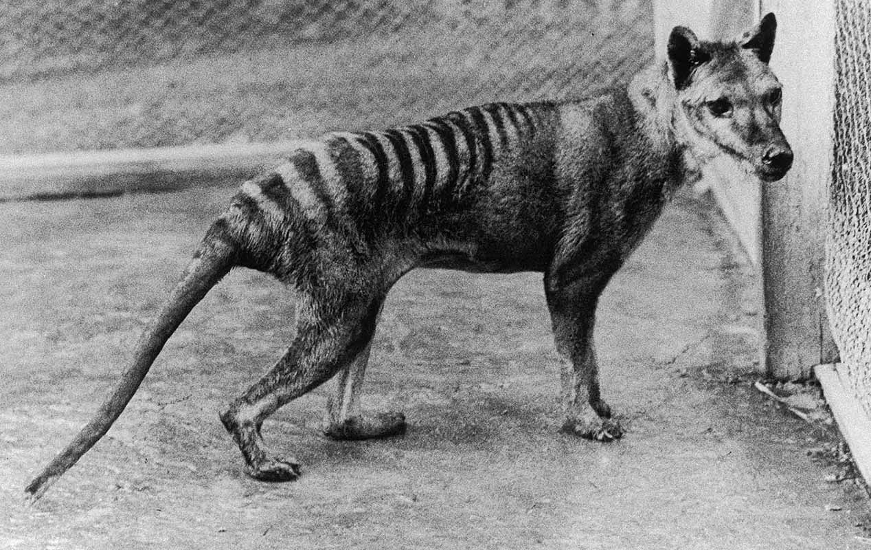 The Thylacine