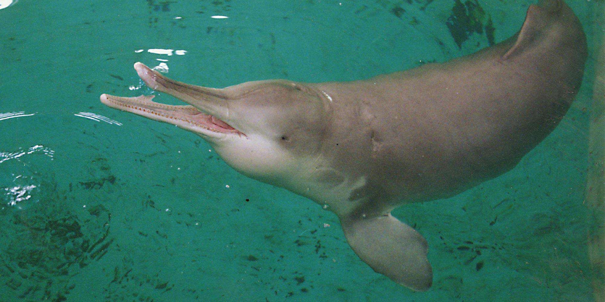 Yangtze River Dolphin