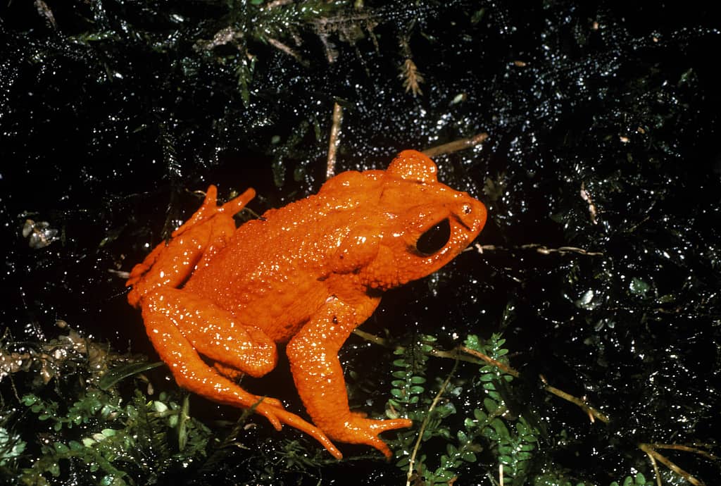 golden toad