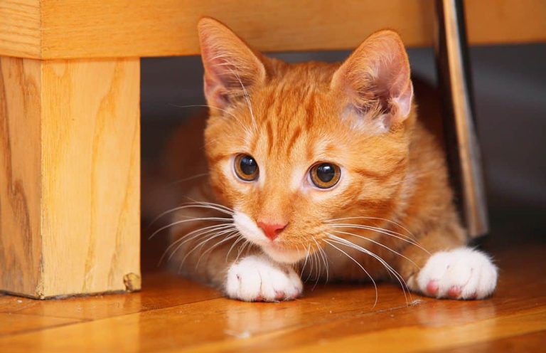 5 Reasons Why Ginger Cats Are Special