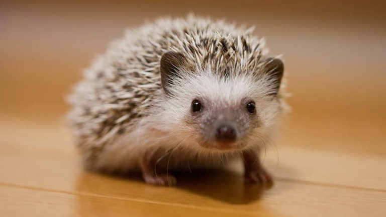Comprehensive Hedgehog Care Guide