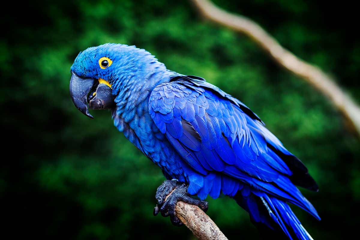 Hyacinth Macaw