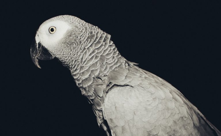 Guide to Caring for the African Grey Parrot