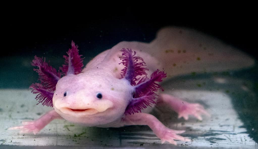 Axolotl