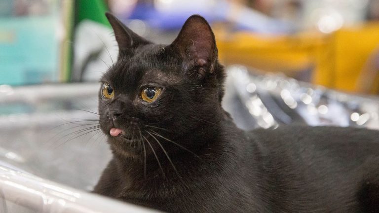 Bombay Cat Breed Profile and Information