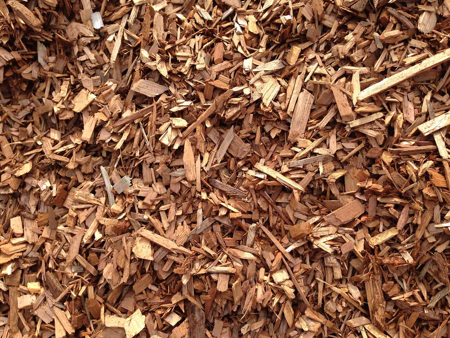 Cedar Chips