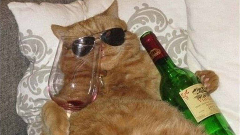 Why Your Cat Maybe Acting Crazy at Night?