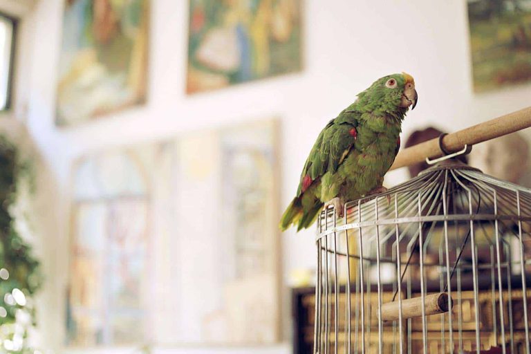 How to Notice Depression in Pet Birds?