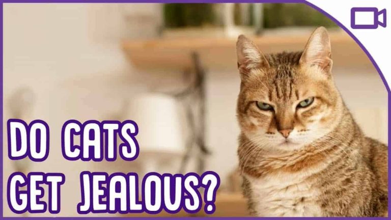How to Deal With Jealousy in Cats?