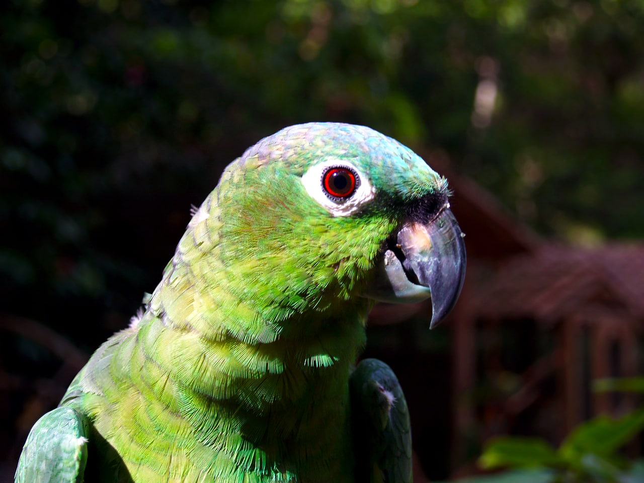 Mealy Amazon Parrot