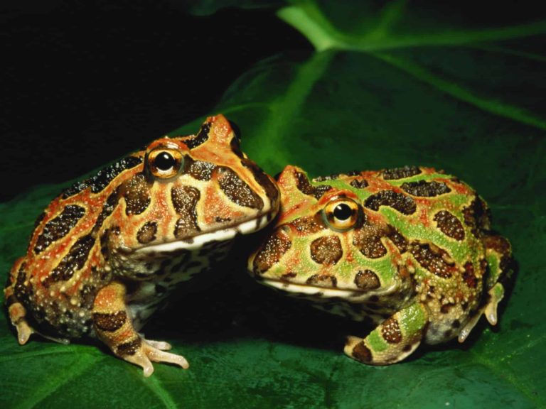 Guide on Keeping Pacman Frog as Pet