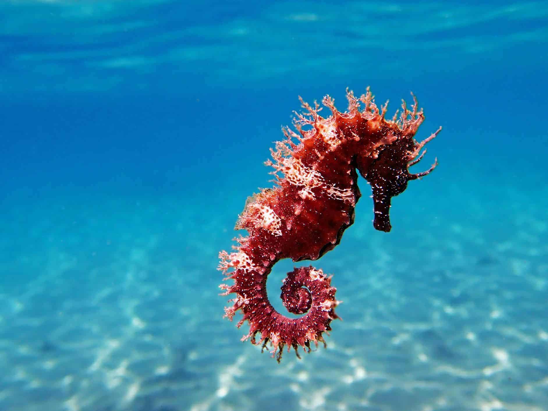 Sea Horse Critters