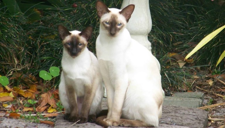 10 Fascinating Facts About Siamese Cats