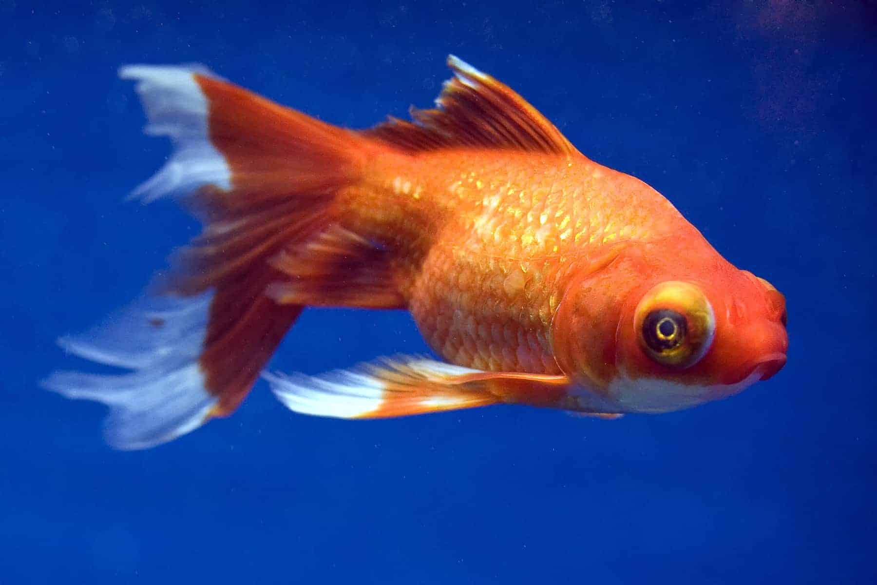Telescope Goldfish