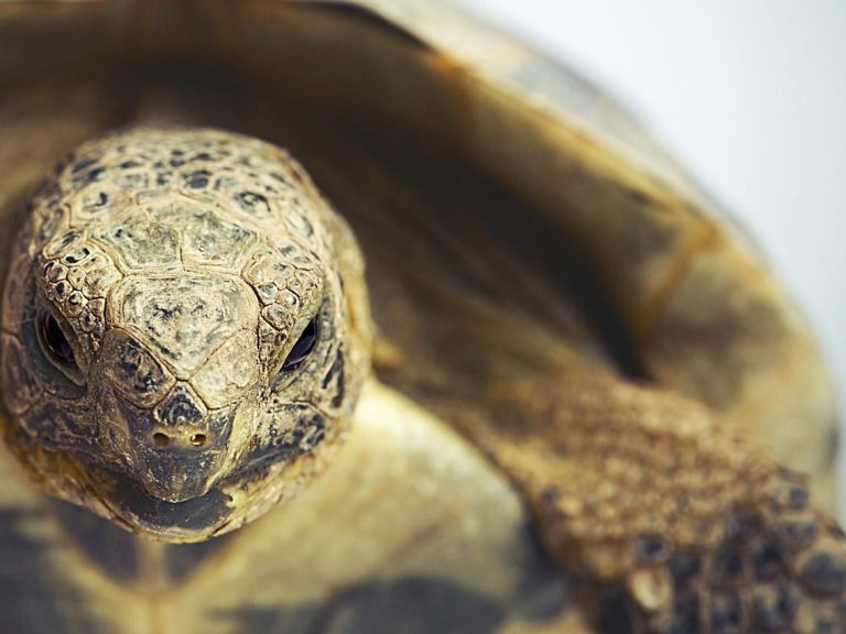 Guide to Keeping the Greek Tortoise as Pet
