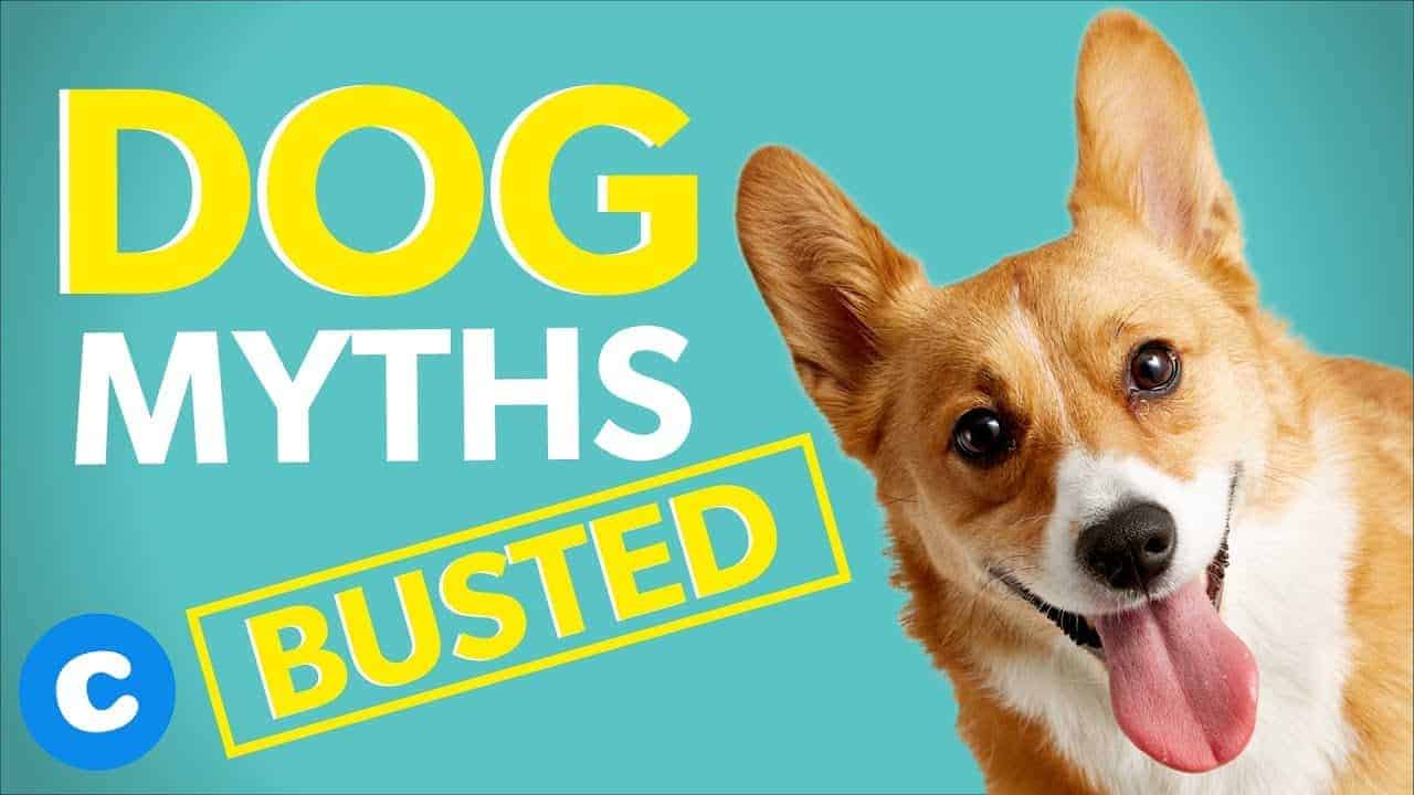 Dog Myths