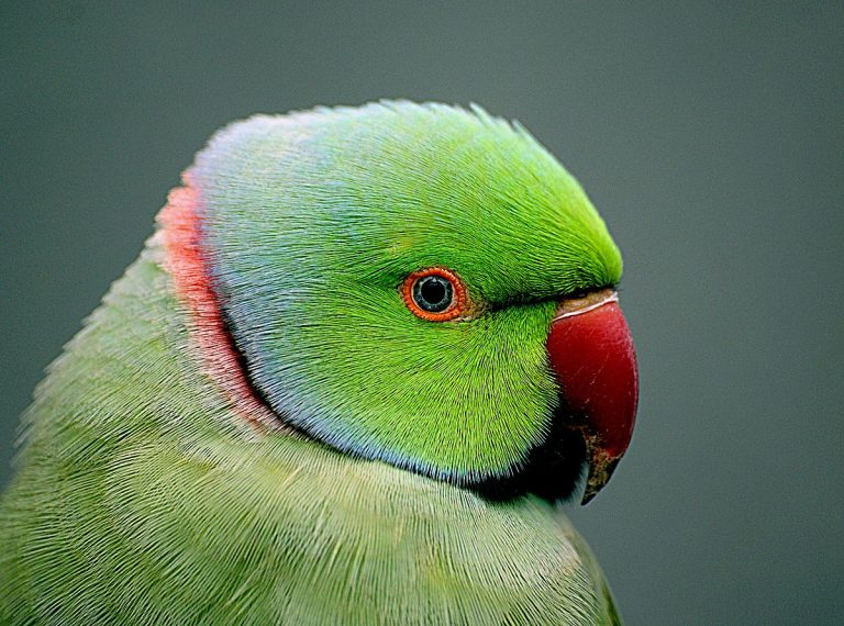 5 Amazing Facts About the Indian Ringneck Parakeet