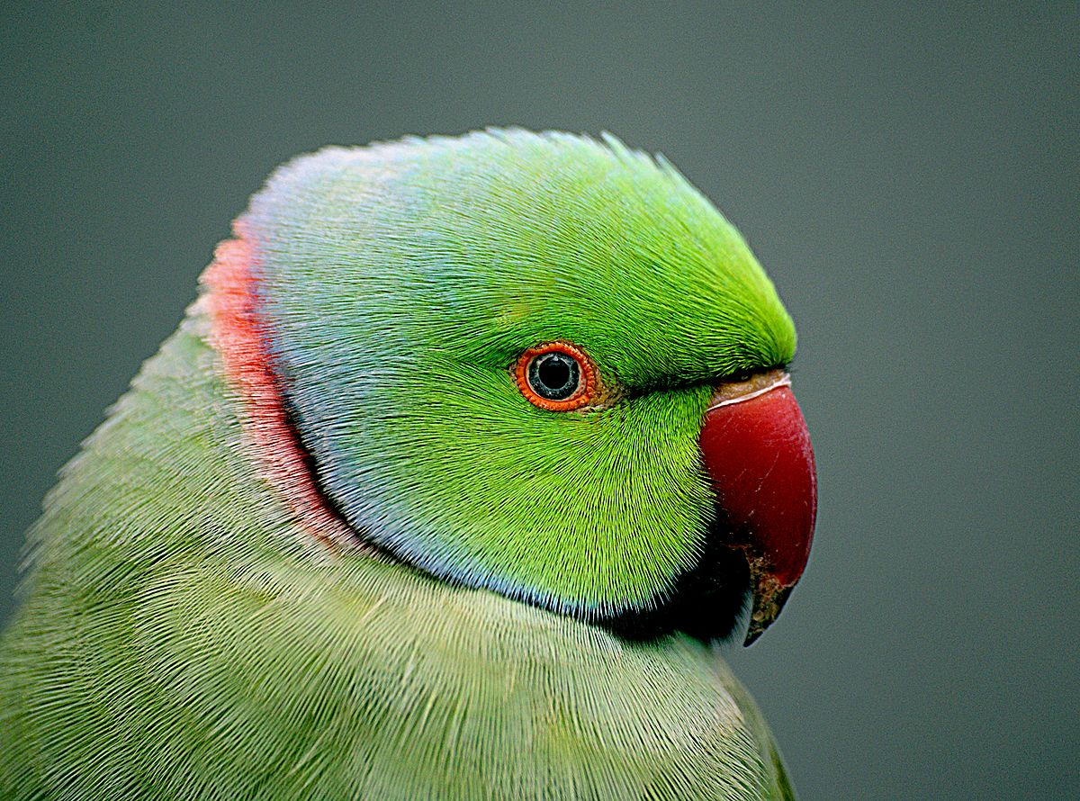 Indian Ringneck Parakeet