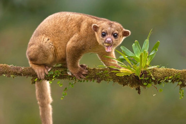 Guide to Keeping Kinkajou as a Pet