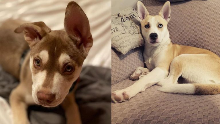 Pitsky: Profile and Information