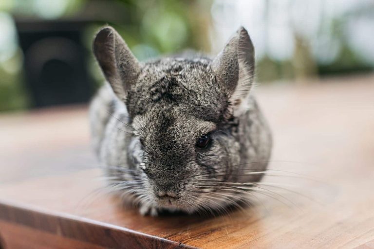 17 Best Exotic Pets for Apartment Living