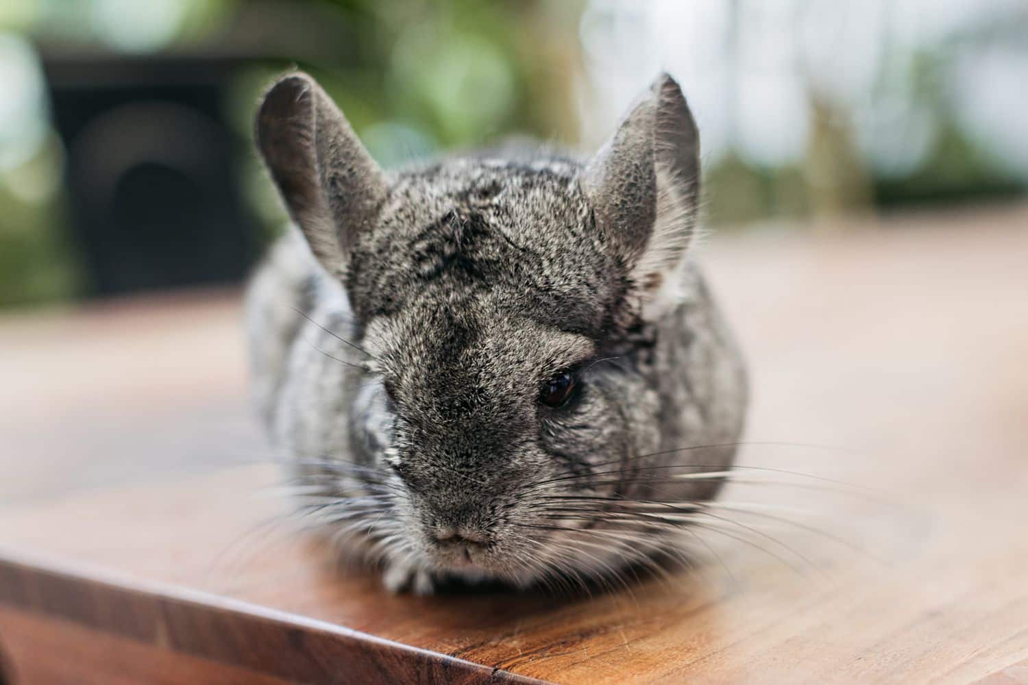 Best Exotic Pets for Apartment Living