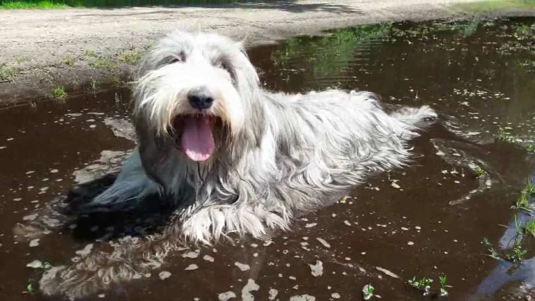 Beardoodle: Dog Breed Facts and Information