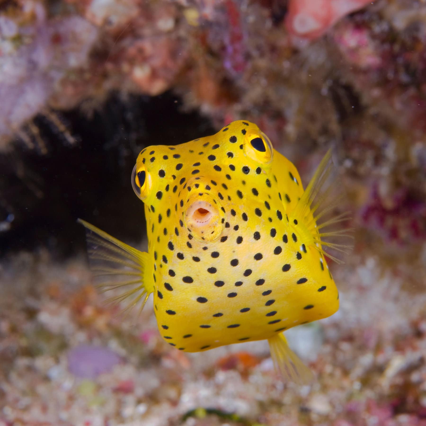 Boxfish