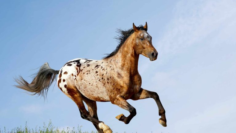 Appaloosa Horse: Profile and Information