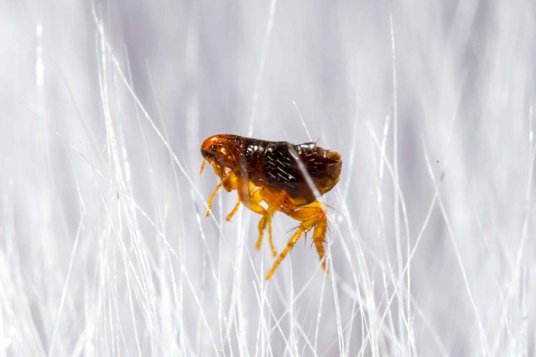 What Attracts Fleas, and How to Exterminate Them