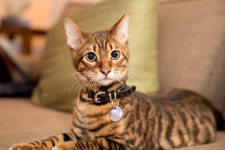Toyger Cat: Profile and Information