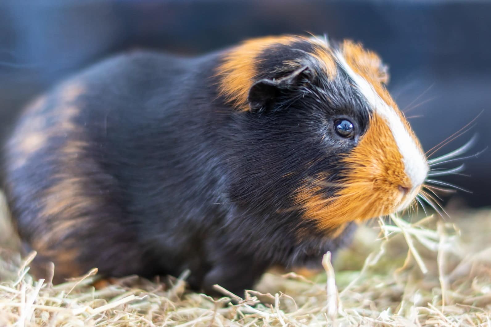 Guinea Pigs Lifespan