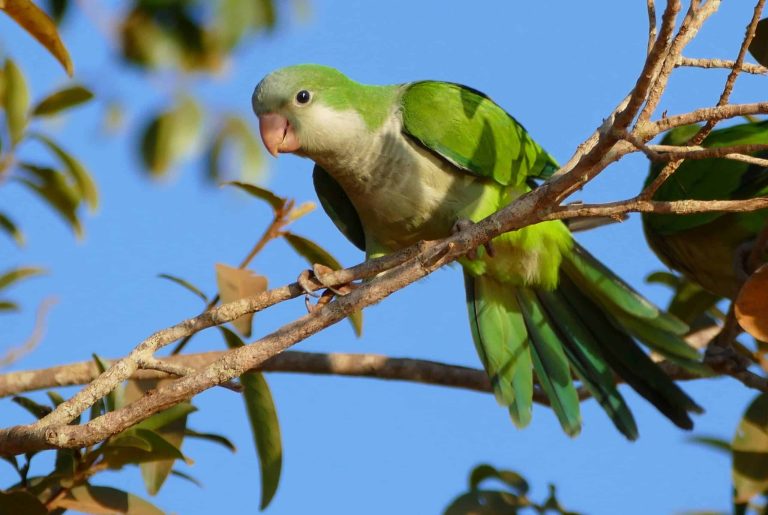 Monk Parakeet: Profile and Information
