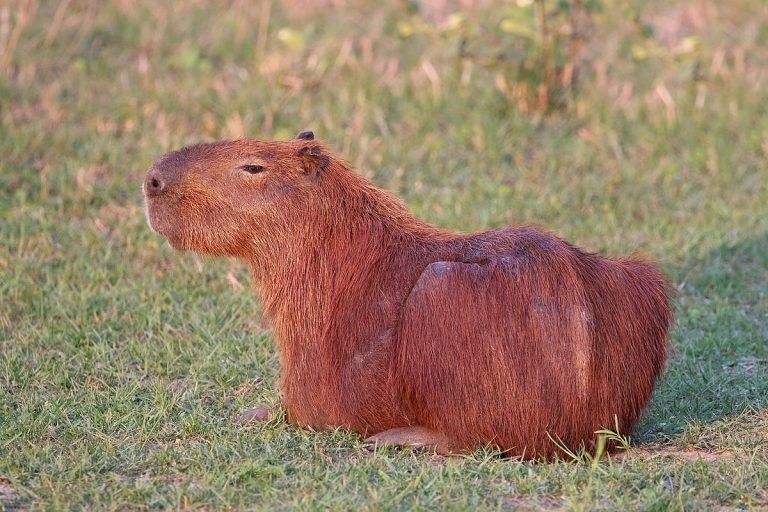 Capybaras: Profile and Information