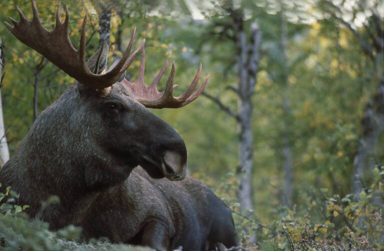 Eurasian Elk: Profile and Information
