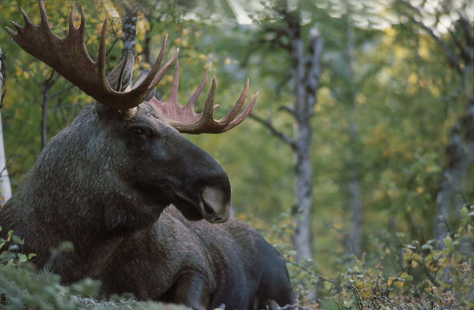 Eurasian Elk