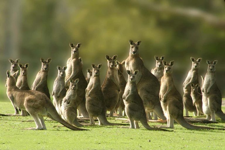 Kangaroos: Profile and Information
