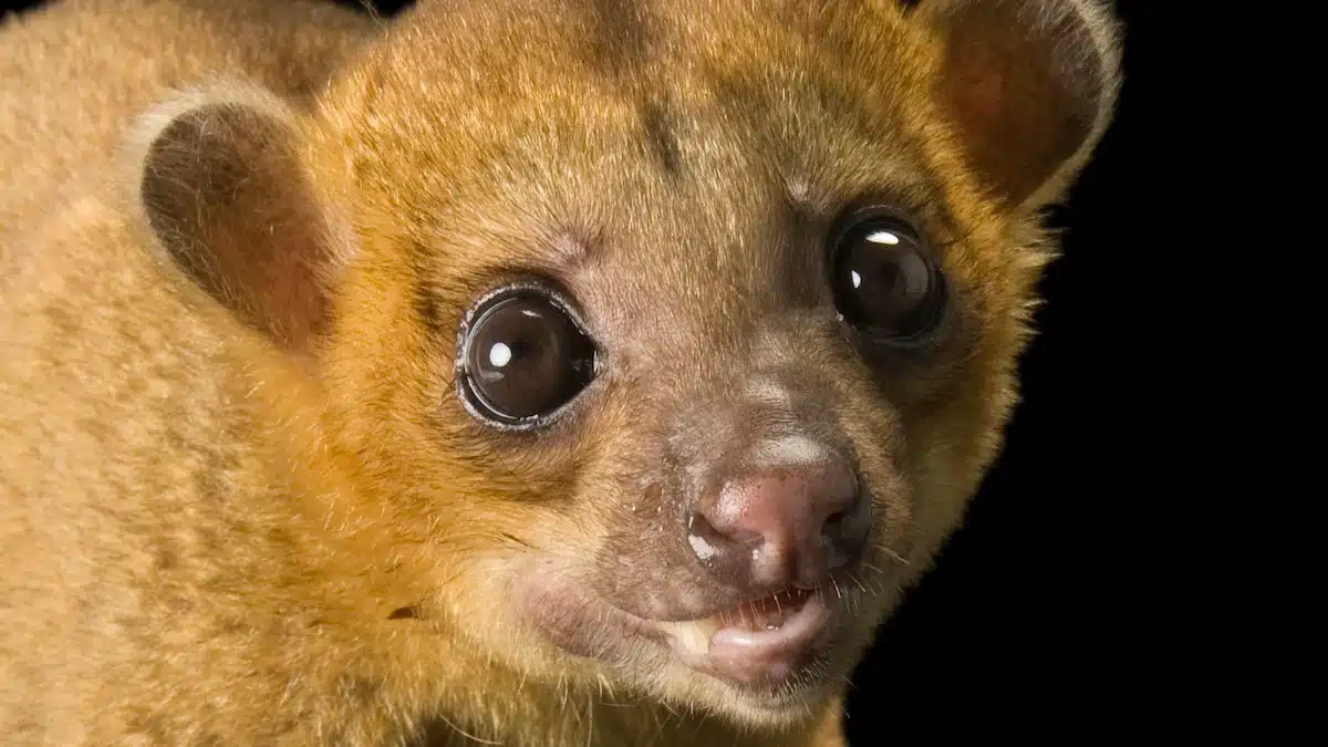 Kinkajou
