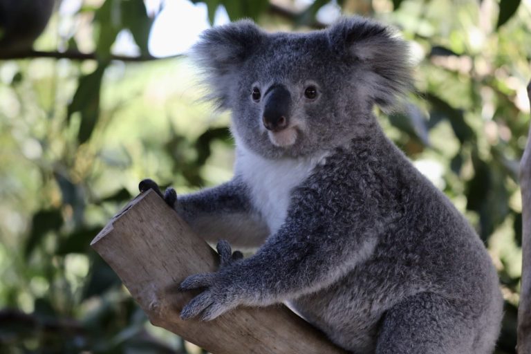 Koala: Profile and Information