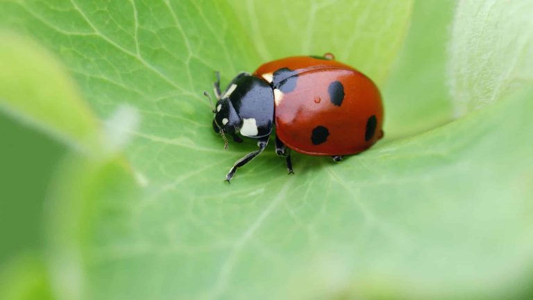 Ladybug: Profile and Information