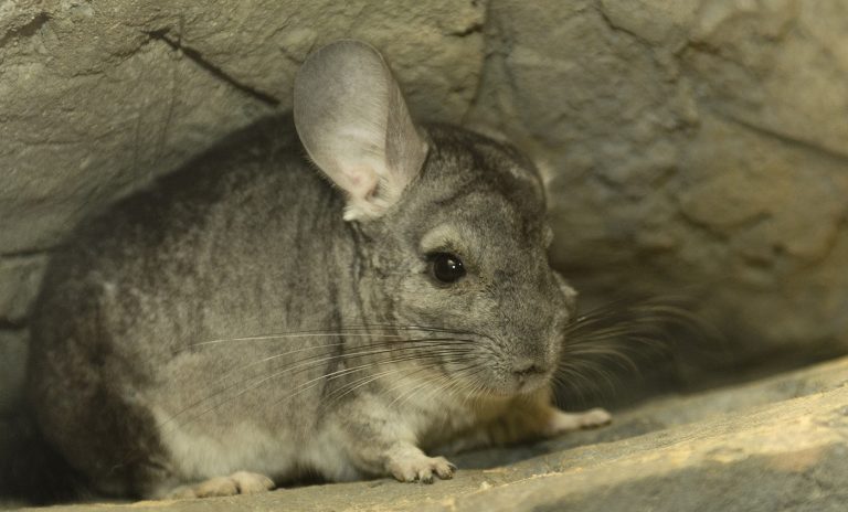 Long-tailed Chinchilla: Profile and Information