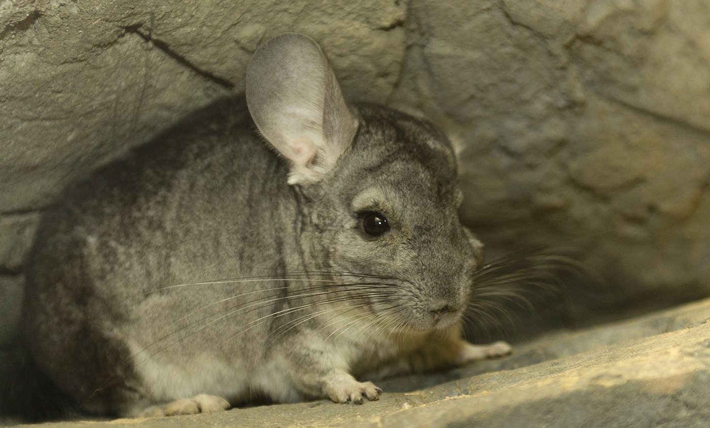 Long-tailed Chinchilla