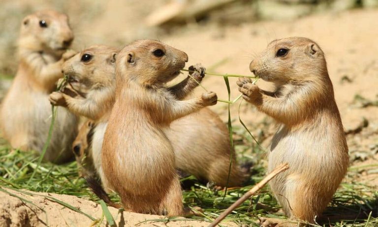 Prairie Dogs: Profile and Information