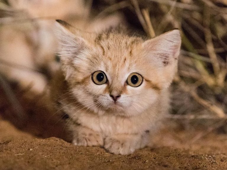 Sand Cat: Profile and Information