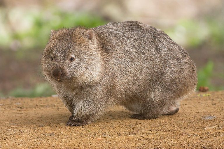 Wombats: Profile and Information