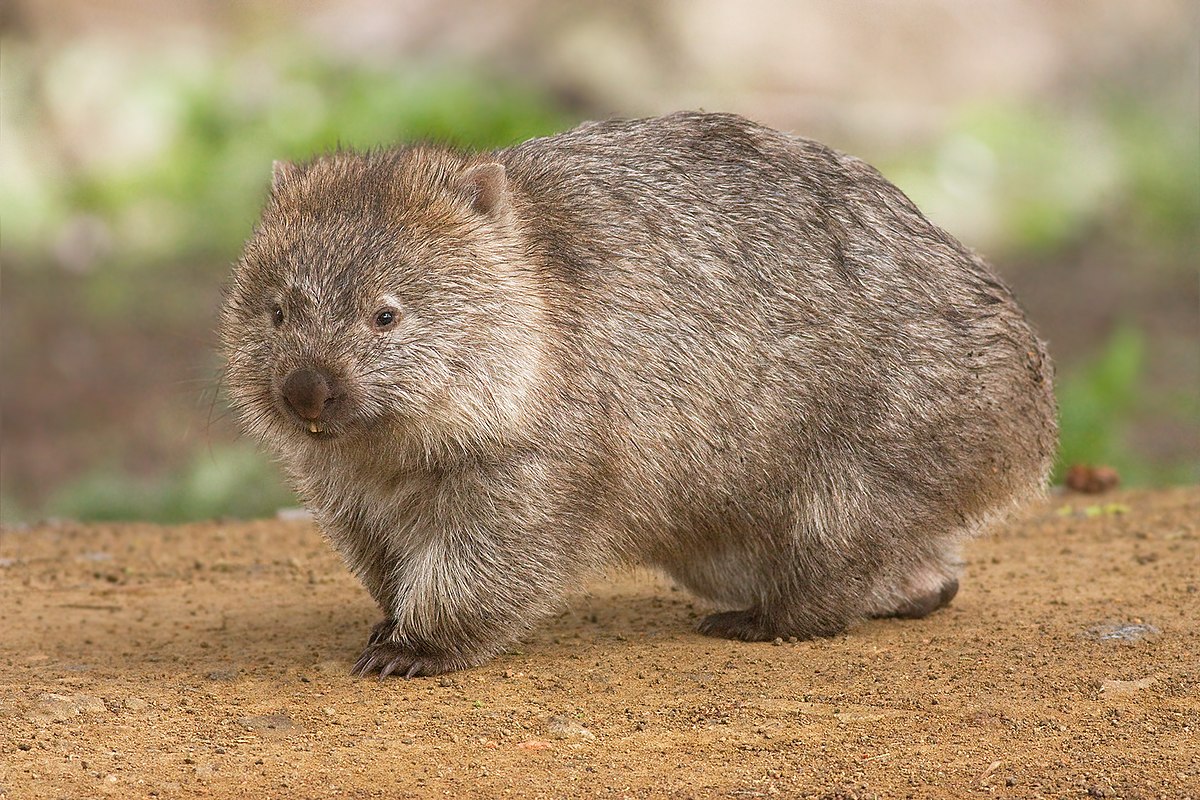 Wombats